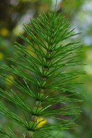 Giant Horsetail Equisetum telmateia