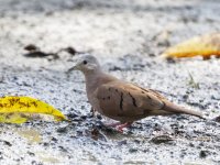 ruddy ground dove Columbina talpacoti 