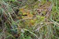 Sphagnum papillosum