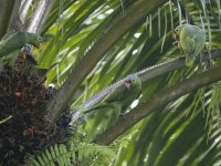 red-lored amazon or red-lored parrot Amazona autumnalis salvini 