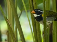 orange-billed sparrow Arremon aurantiirostris 