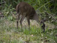 Central American red brocket Mazama temama 