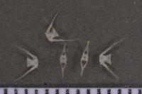 spraint sample 137