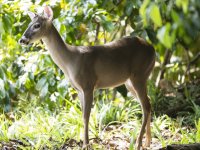 Central American red brocket Mazama temama 