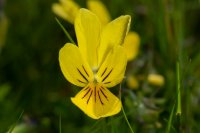 Mountain pansy Viola lutea