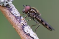 Unidentified hoverfly