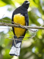 black-headed trogon Trogon melanocephalus 