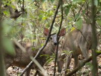 Central American red brocket Mazama temama 