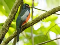 slaty-tailed trogon Trogon massena 