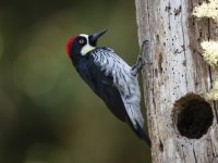 acorn woodpecker Melanerpes formicivorus 