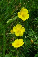 Helianthemum nummularium