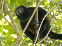 mantled howler Alouatta palliata 