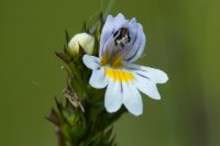 Eyebright Euphrasia sp.