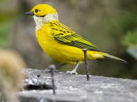 silver-throated tanager Tangara icterocephala 