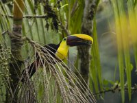 chestnut-mandibled toucan or Swainson's toucan Ramphastos ambiguus swainsonii 