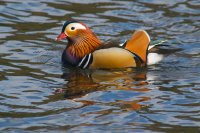 Mandarin male