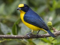 thick-billed euphonia Euphonia laniirostris 