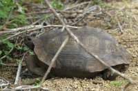 Galapagos Giant Tortoise