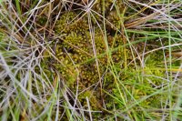 Sphagnum papillosum