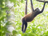 Geoffroy's spider monkey Ateles geoffroyi 