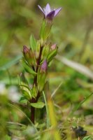 Autumn Gentian Gentianella amarella