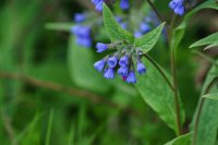 Caucasian comfrey Symphytum caucasicum