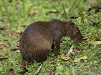 Central American agouti Dasyprocta punctata 