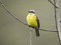 social flycatcher Myiozetetes similis 