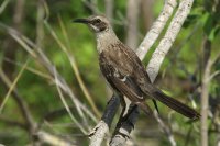 Chatham Mockingbird