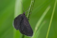 Chimney sweeper Odezia atrata