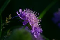 Small scabious (Scabiosa columbaria)