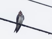 grey-breasted martin Progne chalybea 