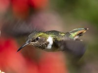 volcano hummingbird Selasphorus flammula 