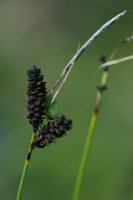 Glaucous Sedge Carex flacca