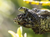 emerald swift (green spiny lizard) Sceloporus malachiticus 