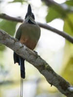 turquoise-browed motmot Eumomota superciliosa 