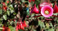 lesser violetear (mountain violet-ear) Colibri cyanotus cabanidis 