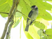 rose-throated becard Pachyramphus aglaiae 