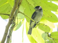 rose-throated becard Pachyramphus aglaiae 