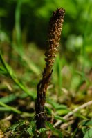 Giant Horsetail Equisetum telmateia