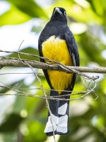 black-headed trogon Trogon melanocephalus 