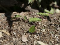 leafcutter ants