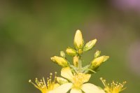 Hairy St John's-wort Hypericum hirsutum