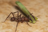 leafcutter ants