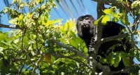 mantled howler Alouatta palliata 