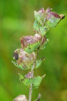 Yellow Rattle Rhinanthus minor