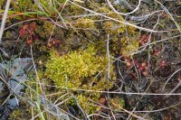 Sphagnum papillosum and Drosera rotundifolia