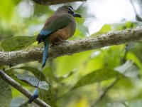 turquoise-browed motmot Eumomota superciliosa 