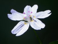 pink purslane Claytonia sibirica