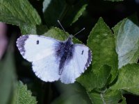 female orange tip Anthocharis cardamines